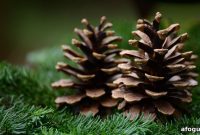 15 Pine Cone Crafts for Rustic Home Decor and Seasonal DIY