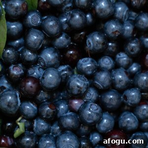 Wild huckleberries