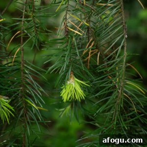 Close up Douglas fir tips
