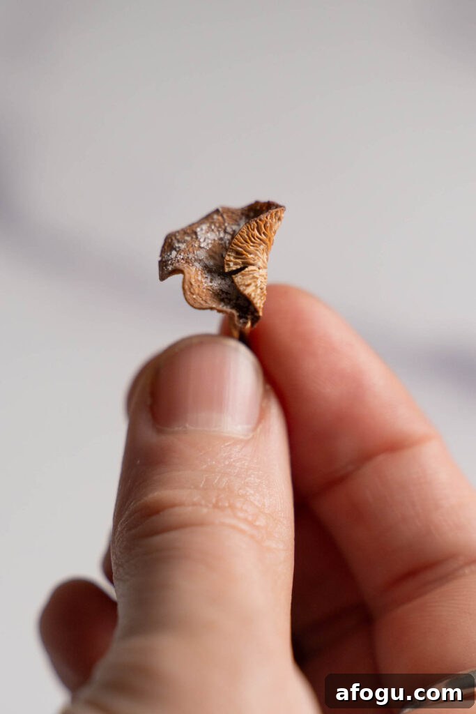 Fingers holding a tiny dried candy cap mushroom