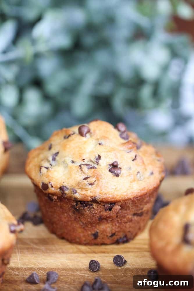 Bakery-Style Chocolate Chip Yogurt Muffins Recipe 6 Chocolate Chip Yogurt Muffins {Bakery Style}
